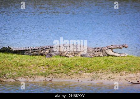 Un coccodrillo americano si crogiola al sole nell'Everglades National Park. Durante i mesi più freddi alligatori e coccodrilli rimangono al sole per mantenere caldo. Foto Stock