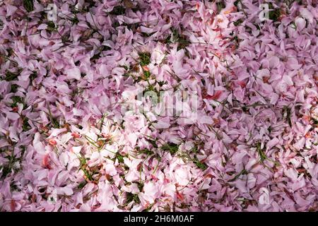 Fiore, petali rosa Foto Stock