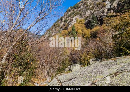 Foresta in Madriu Perafita Claror Valley, Andorra Foto Stock