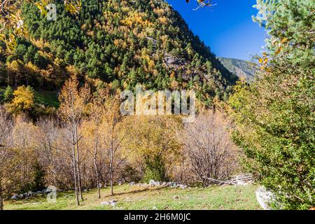Foresta e un pascolo nella valle di Madriu-Perafita-Claror, Andorra Foto Stock