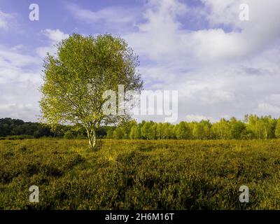 ALBERO DI BETULLA IN ARGENTO DI LONE NEL PARCO Foto Stock