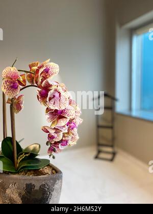 Foglie verdi sotto Yesil orchidea arancione in vaso in Turchia Foto Stock