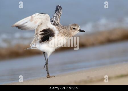 Gray Plover (Pluvionalis squatarola), vista laterale di un adulto in inverno piombatura in piedi su una spiaggia con la sua ala aperta, Campania, Italia Foto Stock