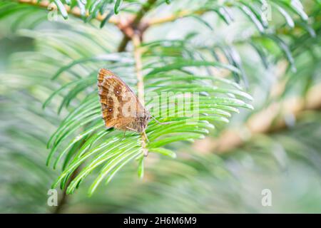 Farfalla Gatekeeper arroccata su un soffice fogliame verde di conifere in luce naturale, con delicati dettagli ramificati e sfondo sfocato, Oxfordshire Foto Stock