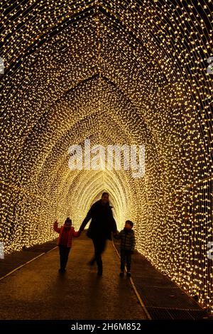Kew Gardens, Richmond, Regno Unito. 16 novembre 2021. Oltre un milione di luci scintillanti illuminano gli iconici giardini Kew mentre la loro esposizione di luci di Natale ritorna per un nono anno. Il Natale a Kew parte da mercoledì 17 novembre 2021 a domenica 9 gennaio 2022 Amanda Rose/Alamy Live News Foto Stock