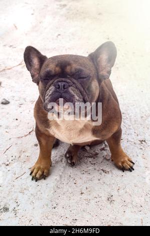 Un anziano bulldog francese marrone siede con occhi chiusi, sognando. Happy dog, animali pigri, vista dall'alto. Rilassatevi Foto Stock