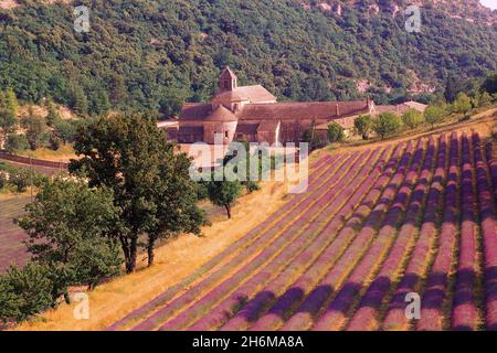 Abbazia e Lavender campo Senanque Abbey Provenza, Francia Foto Stock