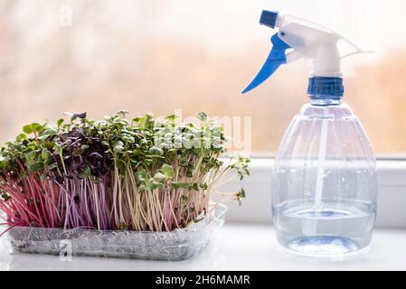 Ravy microgreens e una bottiglia di spruzzo con acqua sul davanzale, coltivando verdure verdi a foglia a casa, sano concetto di mangiare. Foto Stock