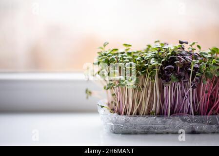 Coltivando verdure verdi a foglia a casa, ravanello microgreens sul davanzale, concetto di mangiare sano. Foto Stock