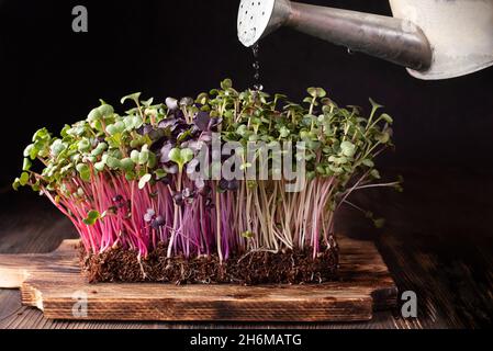 Annaffiare i microgreens germogliati su un tappeto di cocco su uno sfondo di legno scuro, coltivando verdure verdi a foglia a casa, sano concetto di mangiare. Foto Stock