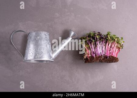 Microgreens ravanello e annaffiatura può su sfondo grigio, concetto di coltivare verdure a foglia a casa per un consumo sano. Foto Stock