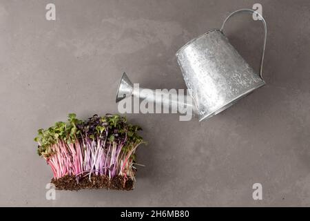 Concetto di coltivare verdure a foglia a casa per mangiare sano, microgreens ravanello e annaffiatura lattina su sfondo grigio Foto Stock