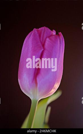 Bella tulipano viola adatto come biglietto d'auguri. Foto Stock