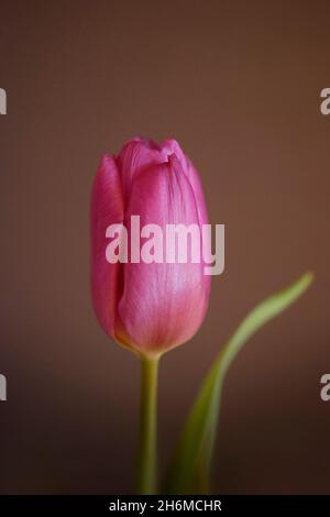 Bella tulipano viola adatto come biglietto d'auguri. Foto Stock