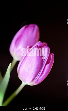 Bella tulipano viola adatto come biglietto d'auguri. Foto Stock