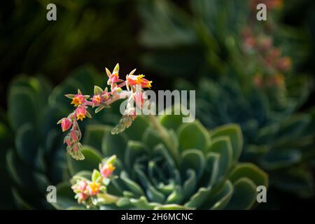 Succulenta Echeveria Perle. Sempreverdi succulenti perenni o subarbusti. Foto Stock