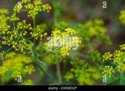 Primo piano di fiori selvatici di finocchio (Foeniculum vulgare) Foto Stock