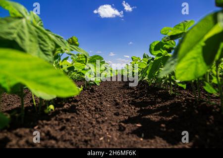 Campo di soia la maturazione alla stagione primaverile, il paesaggio agricolo Foto Stock