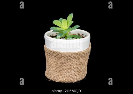 Pianta verde in una pentola di fiori per la casa e decorazione del giardino. Sfondo nero isolato Foto Stock