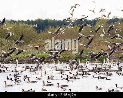 Un gregge di Greylag Geese che decolla tra i cigni Whooper e le anatre a Martin Mere, Lancashire, Regno Unito. Foto Stock