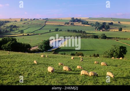 Pecore al pascolo Yorkshire Dales National Park Inghilterra Foto Stock