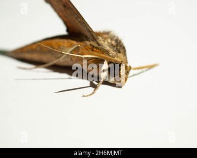 Primo piano di Agrius convolvuli, la falce di convolvulus, è un grande falco-falco. È comune in tutta Europa, Asia, Africa, Australia e Nuova Z Foto Stock