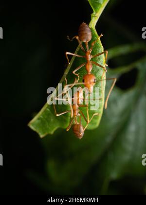 Primo piano sparare di formiche rosse su una foglia. La "formica di alberi rossi", Oecophylla longinoda si trova in quest'ultima regione ed è diffusa in tutta la sub-S Foto Stock