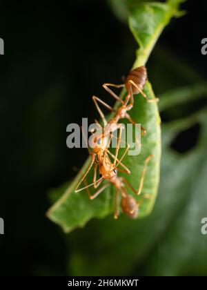 Primo piano sparare di formiche rosse su una foglia. La "formica di alberi rossi", Oecophylla longinoda si trova in quest'ultima regione ed è diffusa in tutta la sub-S Foto Stock