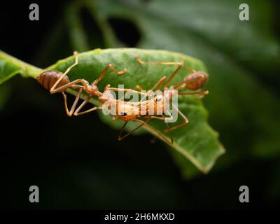 Primo piano sparare di formiche rosse su una foglia. La "formica di alberi rossi", Oecophylla longinoda si trova in quest'ultima regione ed è diffusa in tutta la sub-S Foto Stock