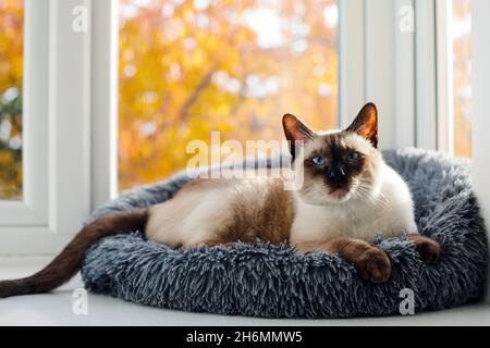 Un gatto siamese al cioccolato, seduto in un comodo letto di gatto guardando la macchina fotografica Foto Stock