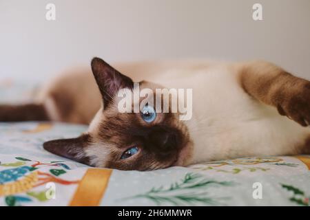 Un gatto siamese al cioccolato che si stese su un letto e guarda la macchina fotografica Foto Stock