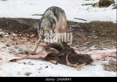 Lupo grigio (Canis lupus) tira a Hiide di carcassa di cervo a coda bianca Inverno - animale prigioniero Foto Stock