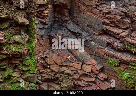 Le radici di Stigmaria fossile, probabilmente Lepidotendron, in pietra fangosa dura in una riva del torrente in un antico bosco nella Valle senza piombo, Sheffield. Foto Stock