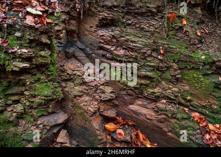 Le radici di Stigmaria fossile, probabilmente Lepidotendron, in pietra fangosa dura in una riva del torrente in un antico bosco nella Valle senza piombo, Sheffield. Foto Stock