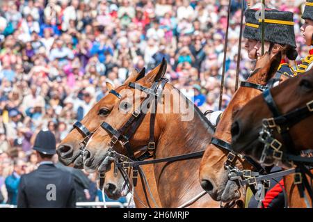 Cavalieri femminili della truppa dei re dell'artiglieria reale del cavallo durante il Trooping del colore 2013 nel centro commerciale, Londra, Regno Unito, con la folla della gente Foto Stock