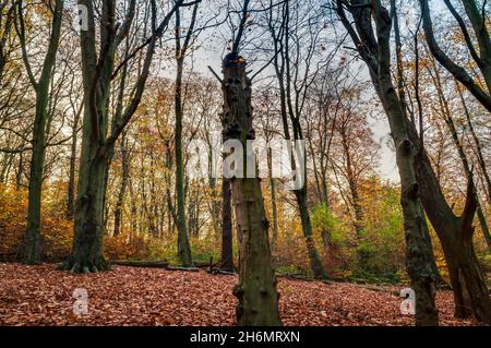Alberi di betulla di faggio, quercia e argento su un pendio con lettiera di foglie in debole sole autunnale a Rollestone Wood, Glleless Valley, Sheffield Foto Stock