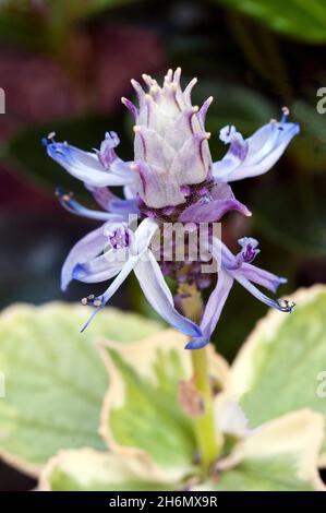 Primo piano di fiori su Coleus Canina una varietà di coleus che si dice spaventare i gatti via dal suo odore che non è notabile per gli esseri umani Foto Stock