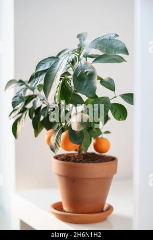 Piccolo albero di frutta mandarino con mandarino in pentola di terracotta. Piccolo agrumeto arancione. Giardino interno Foto Stock