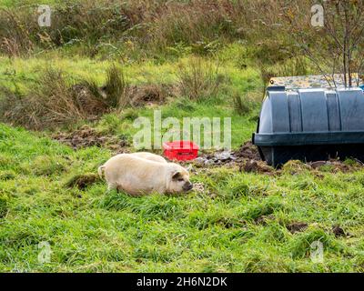 Suini di razza rara allevati su un croft a Broadford, Isola di Skye, Scozia, Regno Unito. Foto Stock