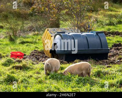 Suini di razza rara allevati su un croft a Broadford, Isola di Skye, Scozia, Regno Unito. Foto Stock