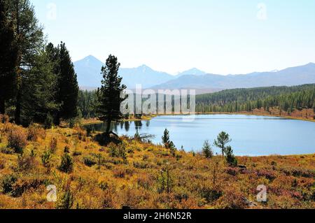 Un pittoresco lago ai margini di una pineta circondata da montagne innevate all'inizio dell'autunno. Lago di Kidelyu, Altai, Siberia, Russia. Foto Stock