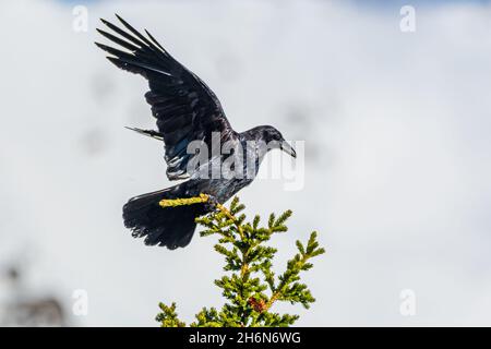 Corvo comune spirituale visto nel nord del Canada con sfondo blu sfocato mentre atterrano su albero di abete rosso nella foresta boreale. Foto Stock