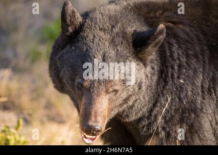 Primo piano volto di un orso nero selvaggio visto lungo l'Alaska Highway in primavera, dopo essere uscito di ibernazione. Foto Stock