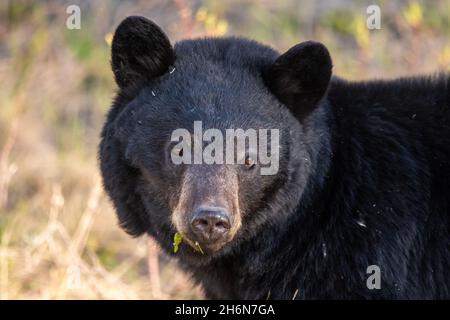 Primo piano volto di un orso nero selvaggio visto lungo l'Alaska Highway in primavera, dopo essere uscito di ibernazione. Foto Stock