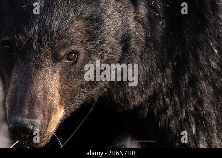 Primo piano volto di un orso nero selvaggio visto lungo l'Alaska Highway in primavera, dopo essere uscito di ibernazione. Foto Stock