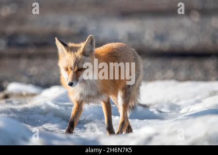 Volpe rosso selvatico visto camminare via dietro la vista in ambiente naturale, all'aperto sulla Alaska Highway nel nord del Canada, territorio di Yukon durante la primavera. Foto Stock