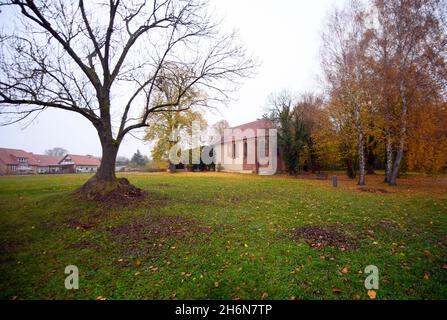 11 novembre 2021, Brandeburgo, Fürstenberg/Havel/OT Himmelpfort: Le rovine parzialmente ricoperte di edera del monastero cistercense sulle rive del lago di Haussee. Il monastero "Coeli porta" fu fondato nel XIII secolo da Margravio Albrecht III La chiesa del monastero, una birreria, gli edifici agricoli e le mura del monastero sono parzialmente conservati e protetti come monumenti architettonici. Foto: Soeren Stache/dpa/dpa-Zentralbild Foto Stock