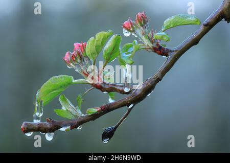 Con uno strato di ghiaccio evitare che la fioritura della frutta geli. Calore di coagulazione. Foto Stock