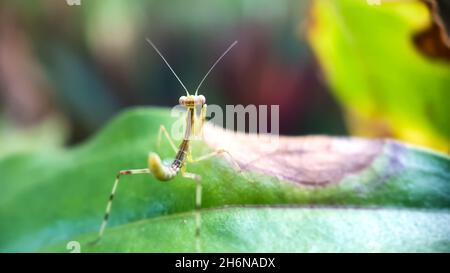 mantide in preghiera sulla foglia verde Foto Stock