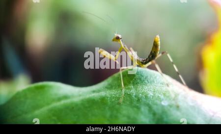 mantide in preghiera sulla foglia verde Foto Stock